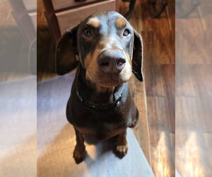 Doberman Pinscher Dogs for adoption in Minneaoplis, MN, USA