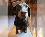 Small Doberman Pinscher