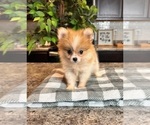 Small Photo #4 Pomeranian Puppy For Sale in INDIANAPOLIS, IN, USA