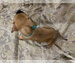 Small Photo #5 Presa Canario Puppy For Sale in BELLINGHAM, WA, USA