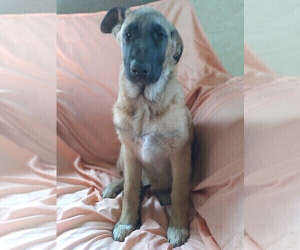 Medium Photo #4 King Shepherd Puppy For Sale in YUCCA VALLEY, CA, USA