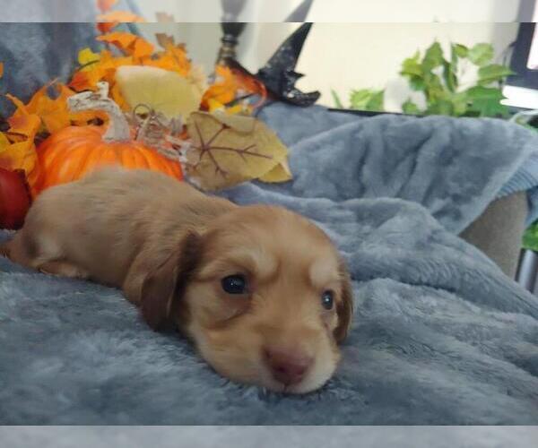 Medium Photo #2 Dachshund Puppy For Sale in FEDERAL HEIGHTS, CO, USA