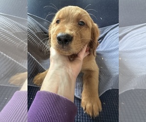 Golden Irish-Golden Retriever Mix Puppy for Sale in SOUTH WATERFORD, Maine USA