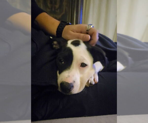 Medium Photo #14 Boxer-Unknown Mix Puppy For Sale in Mooresville, NC, USA