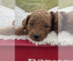 Small #1 Goldendoodle (Miniature)
