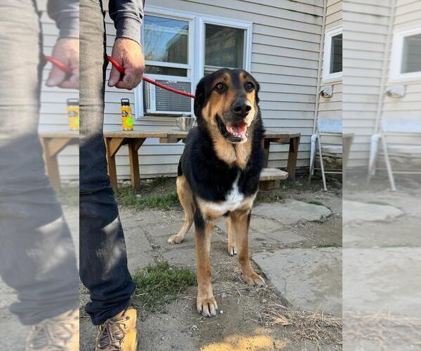 Medium Photo #1 Mutt Puppy For Sale in Brewster, NY, USA