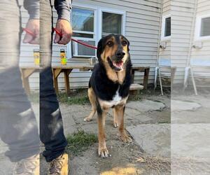 Mutt Dogs for adoption in Brewster, NY, USA