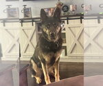 Small #3 German Shepherd Dog