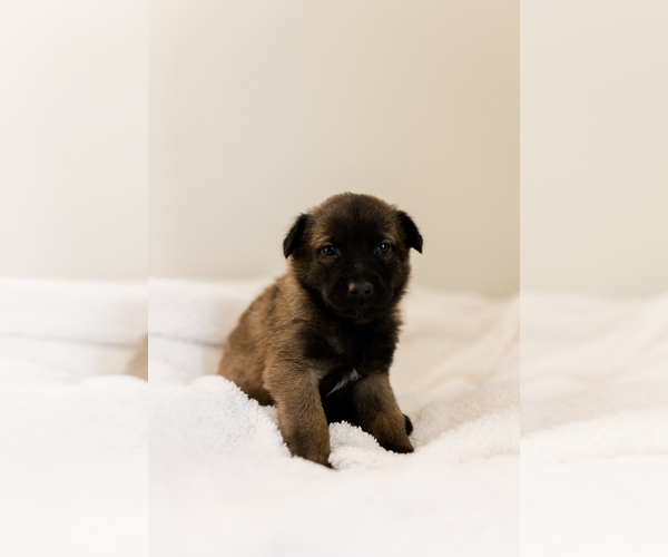 Medium Photo #12 Belgian Malinois Puppy For Sale in LYNCHBURG, VA, USA