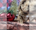 Small Photo #8 Aussiedoodle Puppy For Sale in COMMERCE, MI, USA