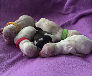 Maltese-Morkie Mix Litter for sale in PEORIA, IL, USA