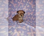 Small #12 Morkie