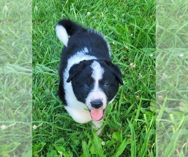 Medium Photo #1 Border Collie Puppy For Sale in INDEPENDENCE, WV, USA