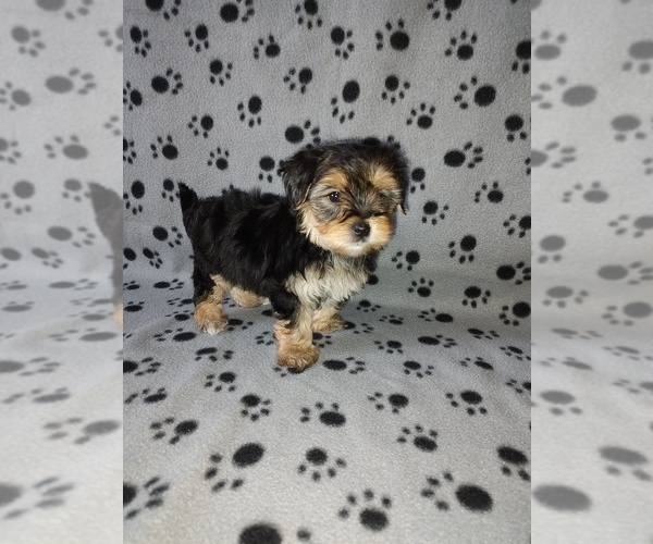 Medium Photo #10 Morkie Puppy For Sale in LAPEER, MI, USA