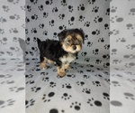 Small #9 Morkie