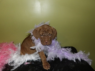 Neapolitan Mastiff Puppy for sale in LAKELAND, FL, USA