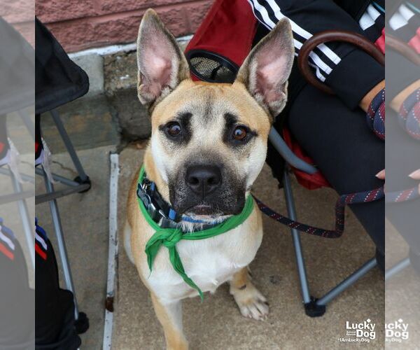 Medium Photo #8 Mutt Puppy For Sale in Washington, DC, USA