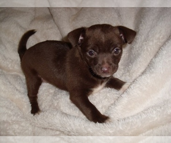 Medium Photo #3 Chihuahua Puppy For Sale in MADISON, MS, USA