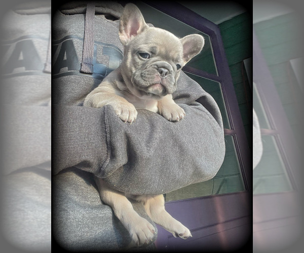 Medium Photo #2 French Bulldog Puppy For Sale in FREDERICK, MD, USA
