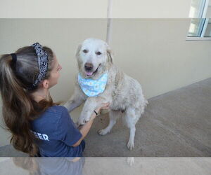 Great Pyrenees-Unknown Mix Dogs for adoption in McKinney, TX, USA