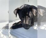 Small American Pit Bull Terrier-Labrador Retriever Mix