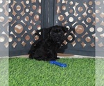 Dirk - Male Yorkipoo Puppy for Sale - Photo #4