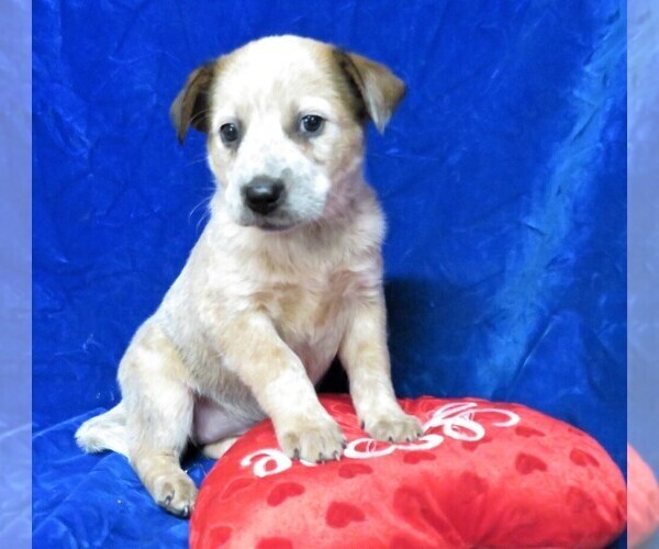 Medium Photo #2 Australian Cattle Dog Puppy For Sale in GROVESPRING, MO, USA