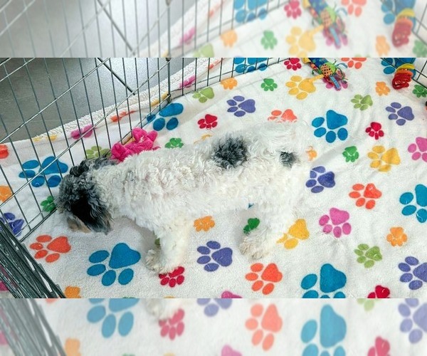 Medium Photo #4 Havapoo Puppy For Sale in ORO VALLEY, AZ, USA