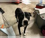 Small American Pit Bull Terrier Mix