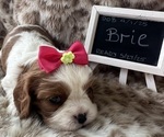 Small #2 Cavalier King Charles Spaniel