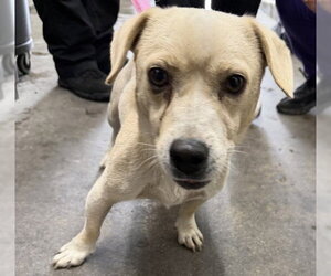 Chihuahua-Unknown Mix Dogs for adoption in San Bernardino, CA, USA
