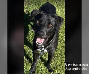 Labrador Retriever Dogs for adoption in Conroe, TX, USA