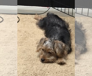 Yorkshire Terrier Puppy for Sale in KATY, Texas USA