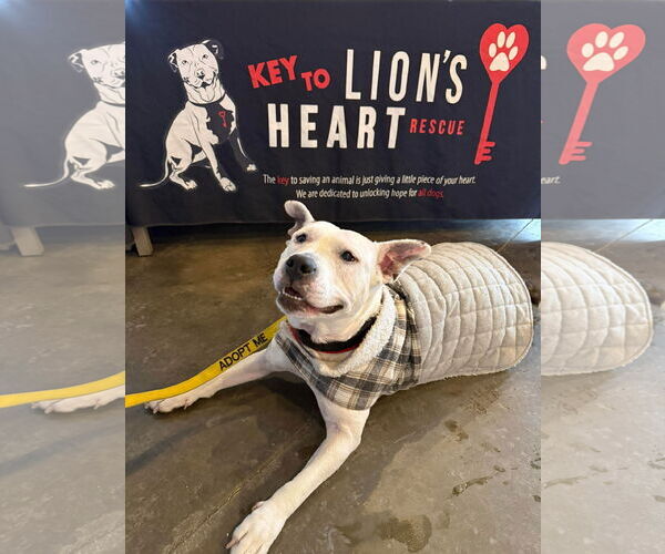 Medium Photo #6 American Pit Bull Terrier-Unknown Mix Puppy For Sale in Derwood, MD, USA