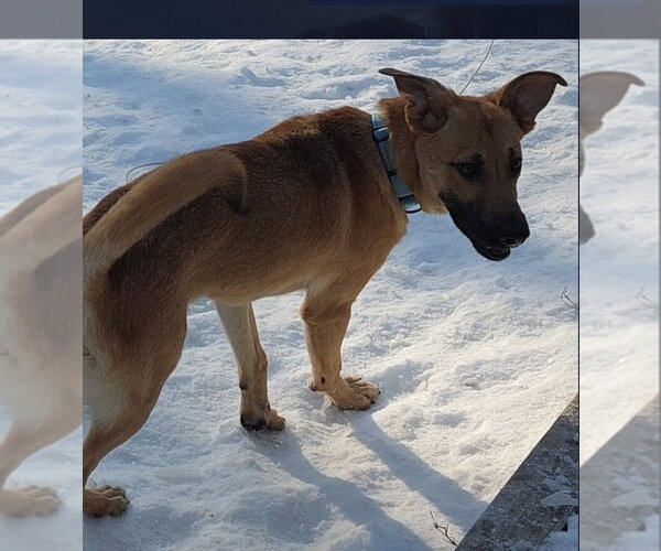 Medium Photo #1 Black Mouth Cur-Unknown Mix Puppy For Sale in Boston, MA, USA