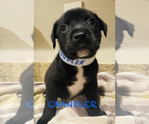Labrador Retriever-Unknown Mix Dogs for adoption in Mission Viejo, CA, USA