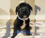 Small Labrador Retriever Mix