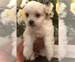 Small Photo #9 ShihPoo Puppy For Sale in ANDERSON, SC, USA