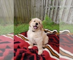 Small Photo #4 Golden Retriever Puppy For Sale in KINGSLAND, GA, USA
