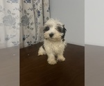 Small #3 Havanese