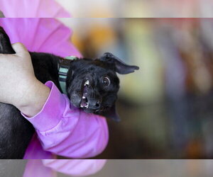 Lucky - Male Chihuahua-Unknown Mix Dog for Adoption - Photo #14