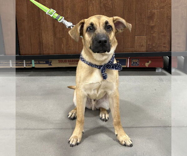 Medium Photo #17 Mountain Cur-Unknown Mix Puppy For Sale in Boston, MA, USA