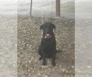 Labrador Retriever-Unknown Mix Dogs for adoption in San Antonio, TX, USA
