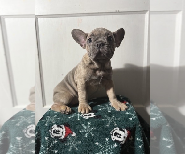 Medium Photo #24 French Bulldog Puppy For Sale in RIVERSIDE, NJ, USA