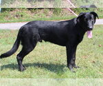 Small #2 Labrador Retriever Mix