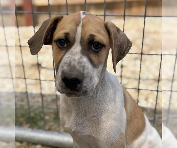 Medium Photo #1 Mutt Puppy For Sale in San Diego, CA, USA