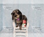 Small #3 Poodle (Toy)