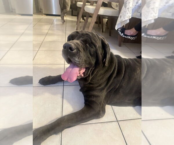 Medium Photo #2 Mutt Puppy For Sale in San Diego, CA, USA