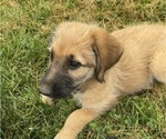 Small Photo #2 Shepadoodle Puppy For Sale in WHEELERSBURG, OH, USA
