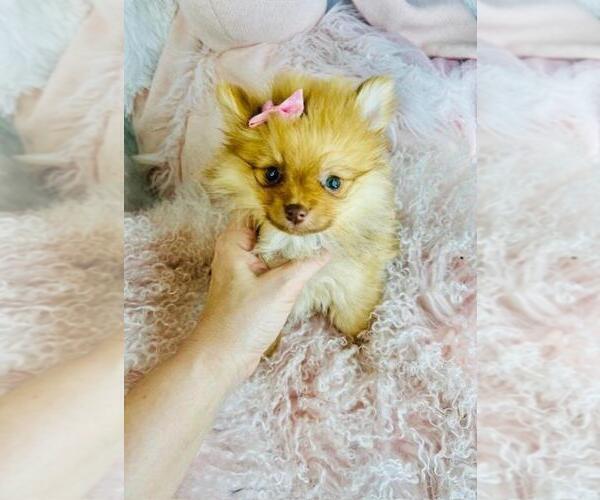 Medium Photo #4 Pomeranian Puppy For Sale in TAMPA, FL, USA